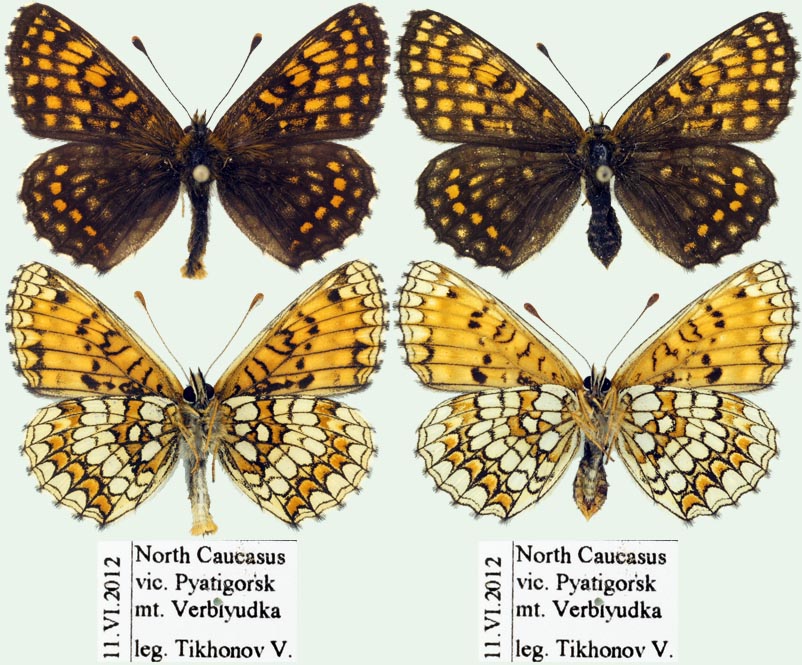 Melitaea aurelia